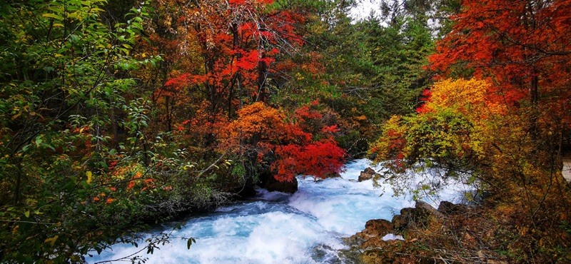 Autumn forests in Jiuzhaigou