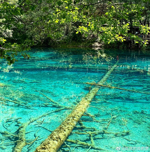Color layers and submerged trunks in Five Flower Lake